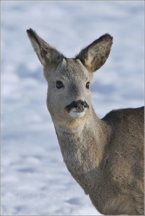 <p>SRNEC OBECNÝ (Capreolus capreolus) Šluknovsko -Valdek --- /European roe deer - Reh/</p>
